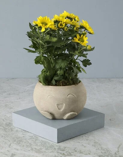 Chrysanthemum in Smiley Pot - Product image