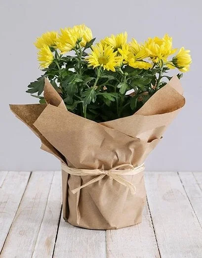 Chrysanthemum Plant in Craft Paper - Product image