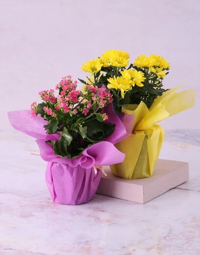 Colourful Cerise Kalanchoe Plant - Product image