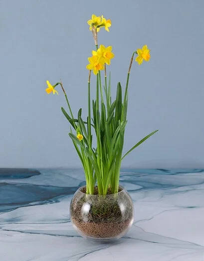 Daffodils In Fish Bowl - Product image