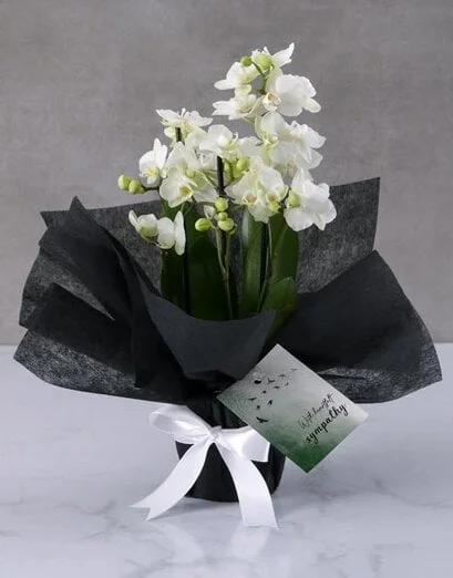Deepest Sympathy White Orchids - Product image