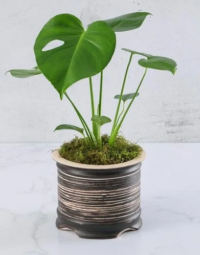 Delicious Monster in Pottery Vase - Product image