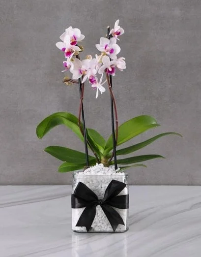 Elegant And Enchanting Orchid - Product image