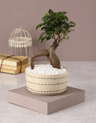 Elegant Ficus in Heart Bowl - Product image