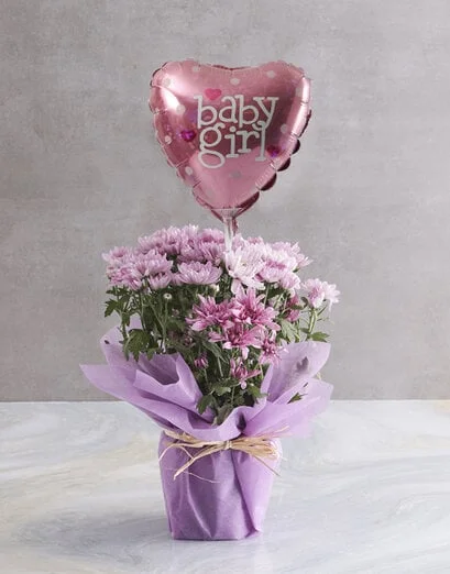 Enchanting Chrysanthemum Blooms - Product image