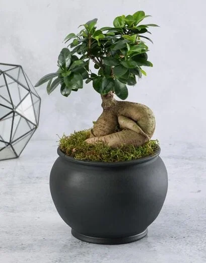 Ficus Bonsai Tree in Black Pottery - Product image
