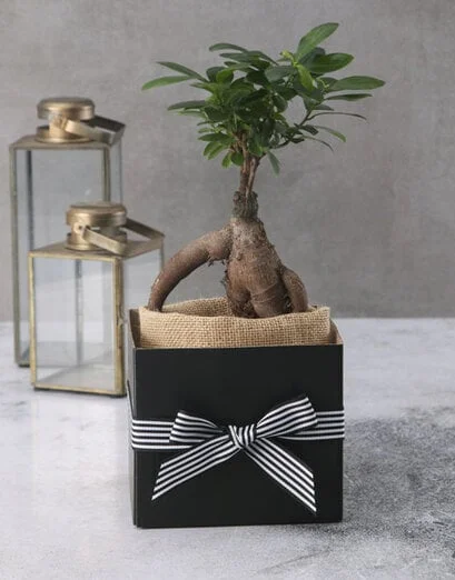 Ficus Bonsai Tree in Box - Product image