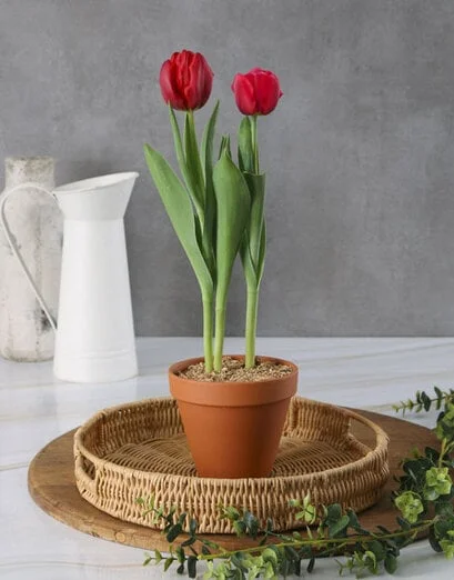 Fiery Red Tulip Plant - Product image