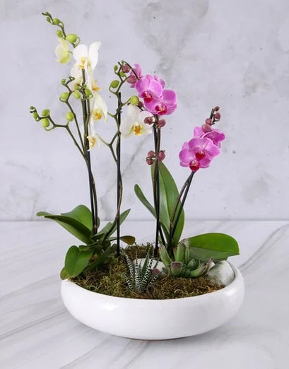 Garden Of Orchids And Succulents - Product image
