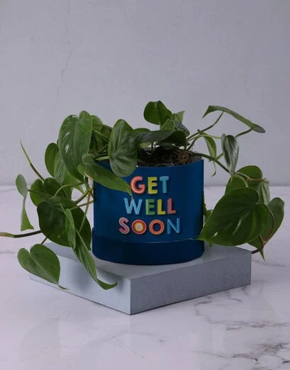 Get Well Soon Heartleaf Plant - Product image