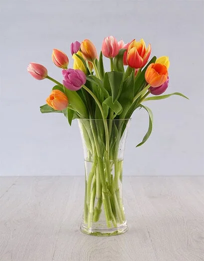 Happiness Tulip Temptation - Product image
