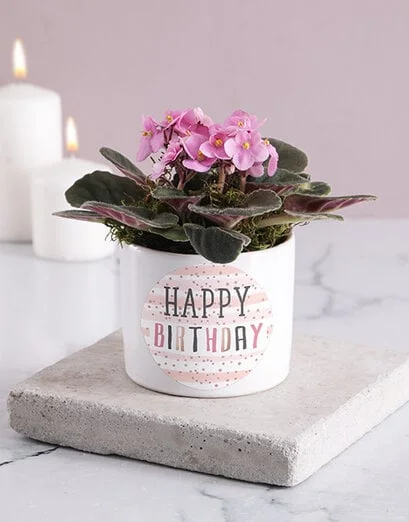 Happy Birthday African Violet Blooms - Product image