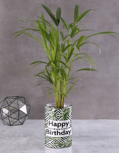 Happy Birthday Areca In Cylinder Vase - Product image