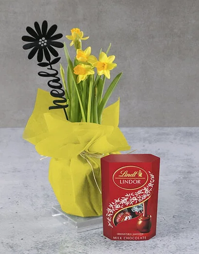 Happy Heal Yellow Daffodil Plant - Product image