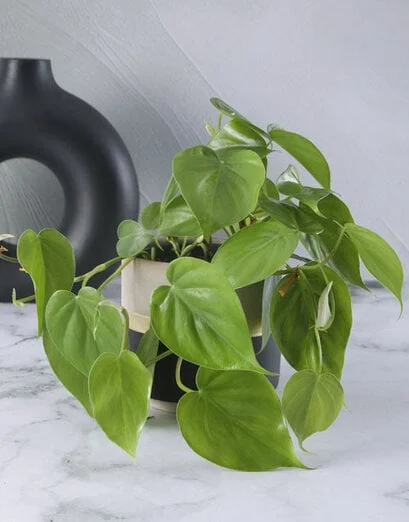 Heart Leaf Plant In Gold Striped Pot - Product image
