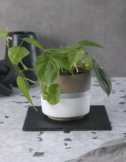Heart Leaf Plant In Silver Striped Pot - Product image