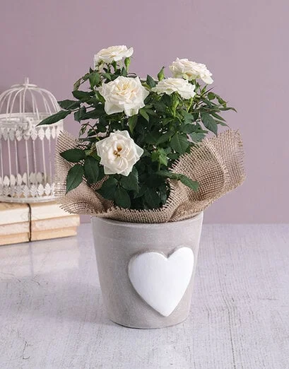 Heartfelt Rose Bush - Product image