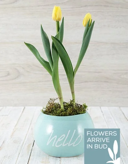 Hello Spring Tulip Pot - Product image