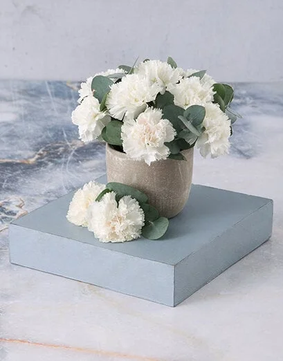 Immaculate White Carnations in a Pot - Product image