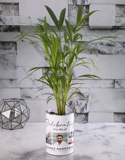 In Loving Memory Areca In Cylinder Vase - Product image