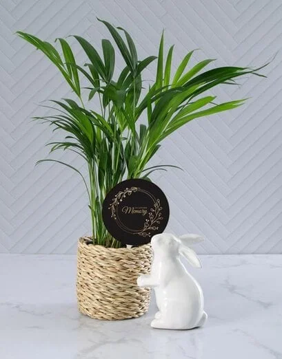 In Loving Memory Areca Palm Hamper - Product image
