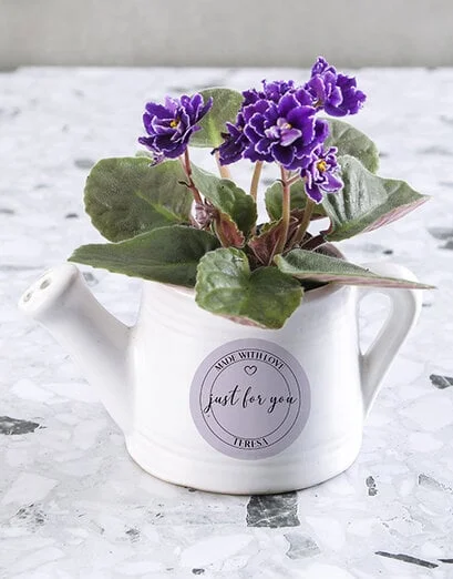 Jug Of African Violets - Product image