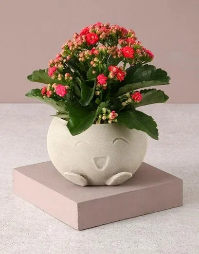 Kalanchoe In Mojo Pot - Product image