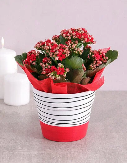 Kalanchoe Plant in Hand Drawn Black Stripe Pot - Product image