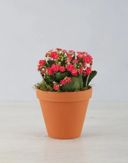 Kalanchoe Pot Plant - Product image