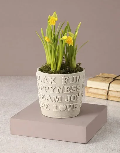 Kind Words Rustic Potted Daffodil - Product image
