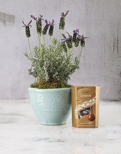 Lavender in French Ceramic Pot - Product image