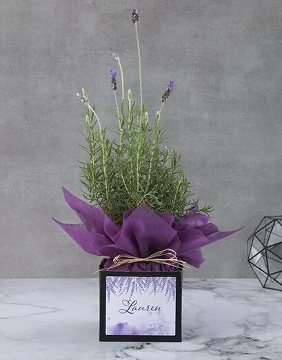 Lavender Plant In Square Box - Product image