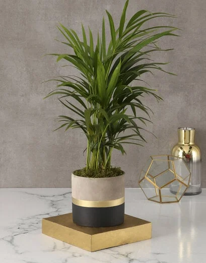 Lively Leaves Love Palm - Product image