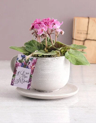 Love African Violet In A Teacup - Product image