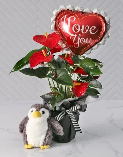 Love You Red Plant Hamper Set - Product image