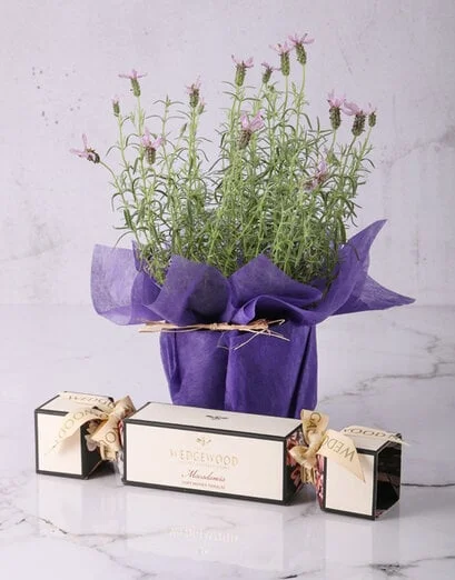 Lovely Lavendar Plants Of Serenity - Product image