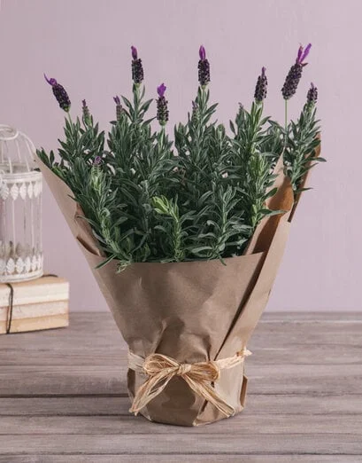 Lush Lavender Plant - Product image