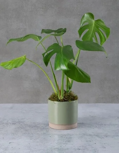 Marvellous Monstera Pot Plant - Product image