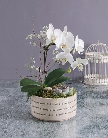 Million Stars White Orchid Set - Product image