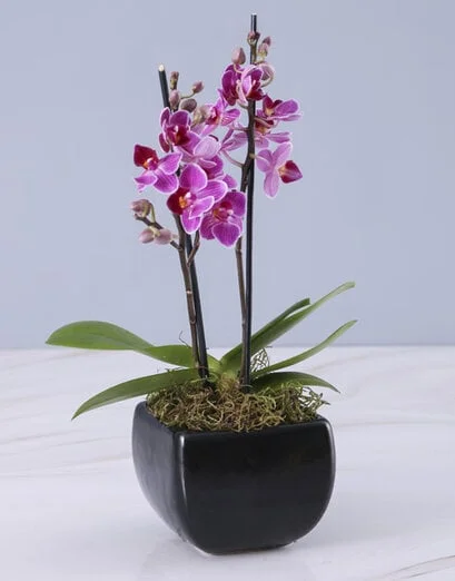 Mini Orchid in a Glazed Vase - Product image