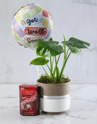 Monstera For Good Health - Product image