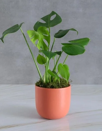 Monstera Plant In Coral Pot - Product image