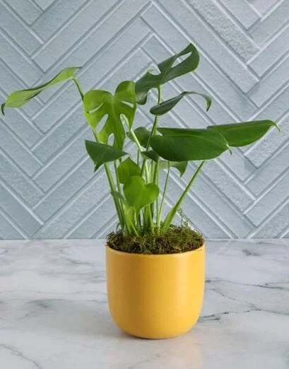 Monstera Plant In Yellow Pot - Product image