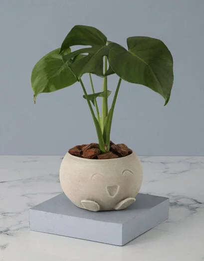 Monsteria In Mojo Pot - Product image
