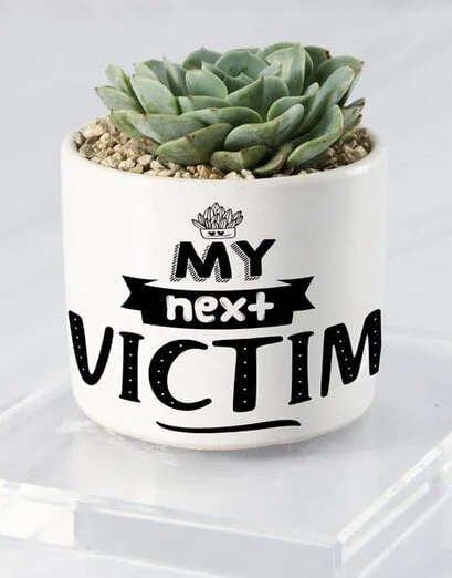 Next Victim Rock Rose Pot Plant - Product image