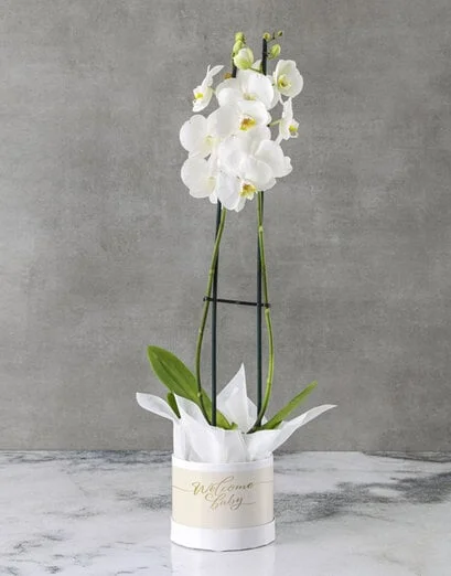 Oh Baby It Is Orchids - Product image