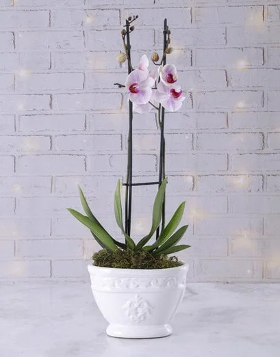Oh So Lovely Orchids - Product image