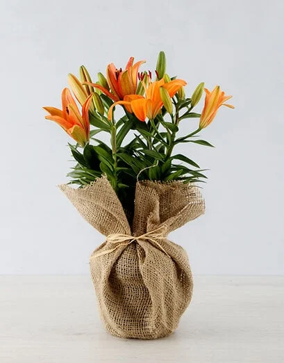 Orange Asiatic Lily in Hessian Wrapping - Product image