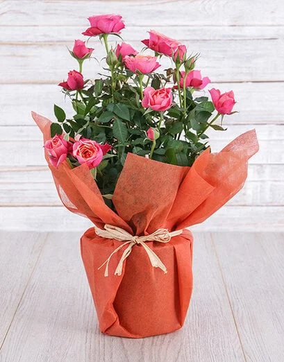 Orange Rose Bush in Wrapping - Product image
