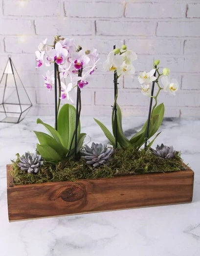 Orchid And Echeveria Wooden Crate - Product image